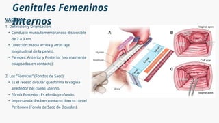 Quite Distensible ANATOMÍA BÁSICA PARA LA MATERIA DE OBSTETRICIA | PPTX