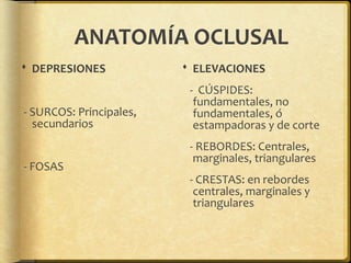 ANATOMÍA OCLUSAL
DEPRESIONES
- SURCOS: Principales,
secundarios
- FOSAS
ELEVACIONES
- CÚSPIDES:
fundamentales, no
fundamentales, ó
estampadoras y de corte
- REBORDES: Centrales,
marginales, triangulares
- CRESTAS: en rebordes
centrales, marginales y
triangulares