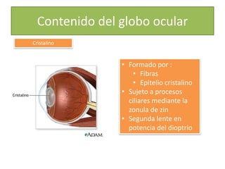 Contenido del globo ocular
Cristalino
• Formado por :
• Fibras
• Epitelio cristalino
• Sujeto a procesos
ciliares mediante la
zonula de zin
• Segunda lente en
potencia del dioptrio
 