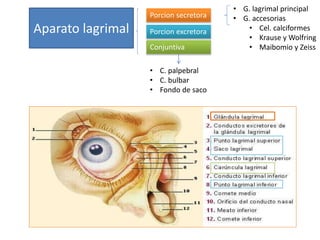 Aparato lagrimal
Porcion secretora
Porcion excretora
Conjuntiva
• C. palpebral
• C. bulbar
• Fondo de saco
• G. lagrimal principal
• G. accesorias
• Cel. calciformes
• Krause y Wolfring
• Maibomio y Zeiss
 