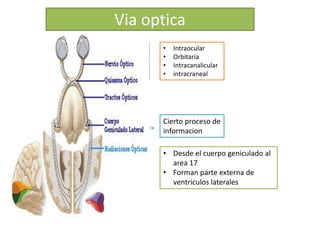 Interocular Area Anatomia ocular | PPTX