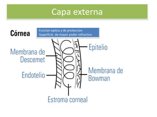 Capa externa
-Funcion optica y de proteccion
-Superficie de mayor poder refractivo
 