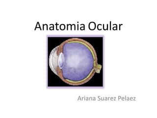 Anatomia Ocular
Ariana Suarez Pelaez
 