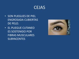 Anatomia ocular ( Oftamologia) | PPTX