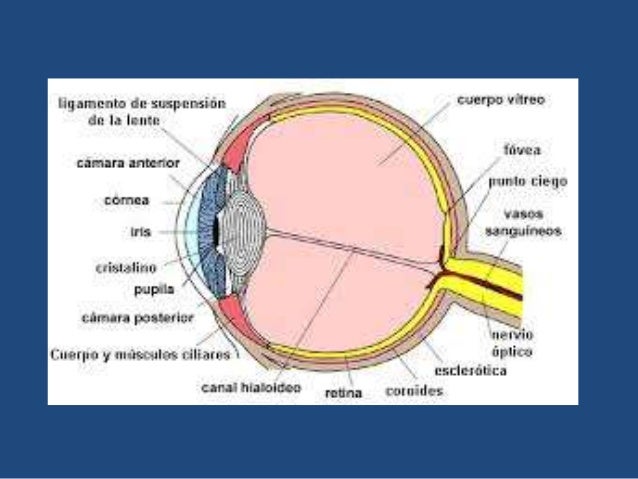 Anatomia Ocular Oftamologia