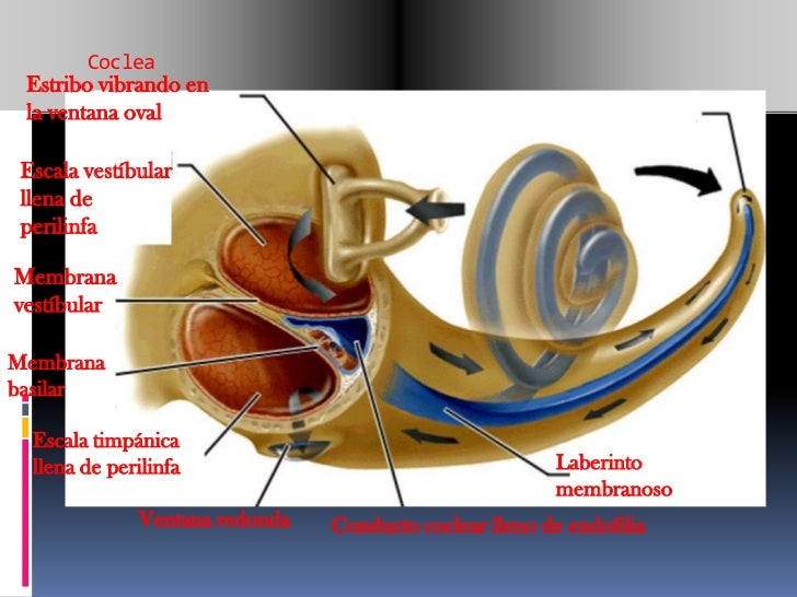 Anatomia oido