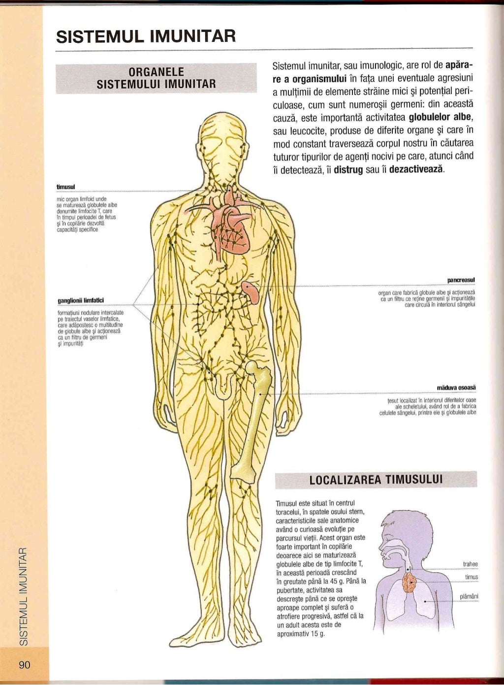 Conditia Omului De Geniu Anatomia omului