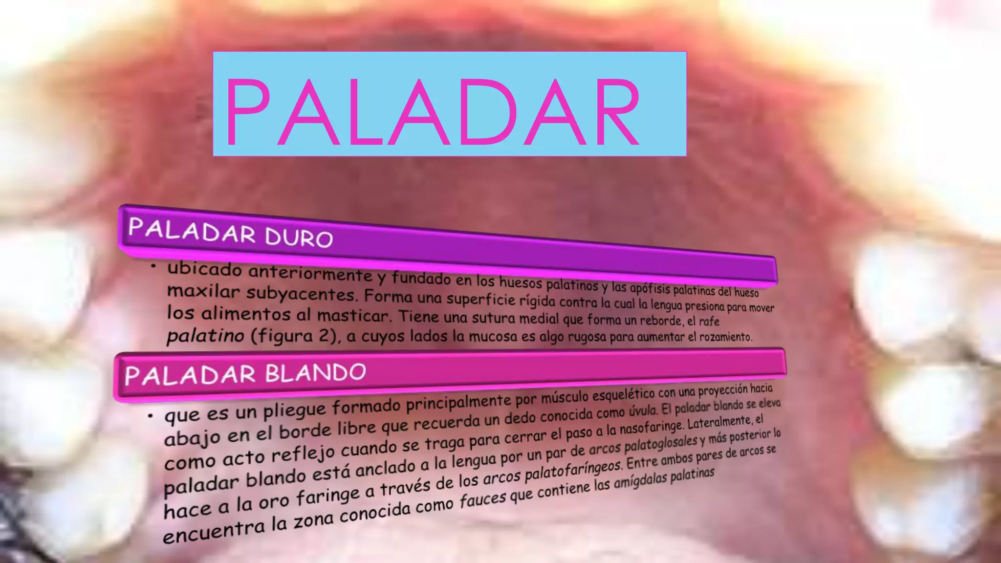 Anatomia Oral Y Dental Ppt Descarga Gratuita