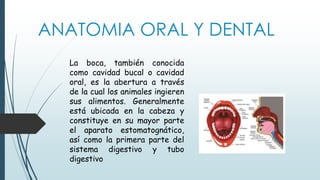 ANATOMIA ORAL Y DENTAL
La boca, también conocida
como cavidad bucal o cavidad
oral, es la abertura a través
de la cual los animales ingieren
sus alimentos. Generalmente
está ubicada en la cabeza y
constituye en su mayor parte
el aparato estomatognático,
así como la primera parte del
sistema digestivo y tubo
digestivo
 