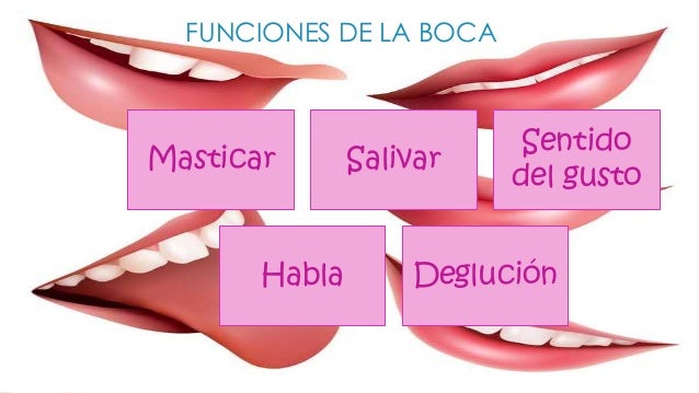 Funciones De La Lengua De La Boca