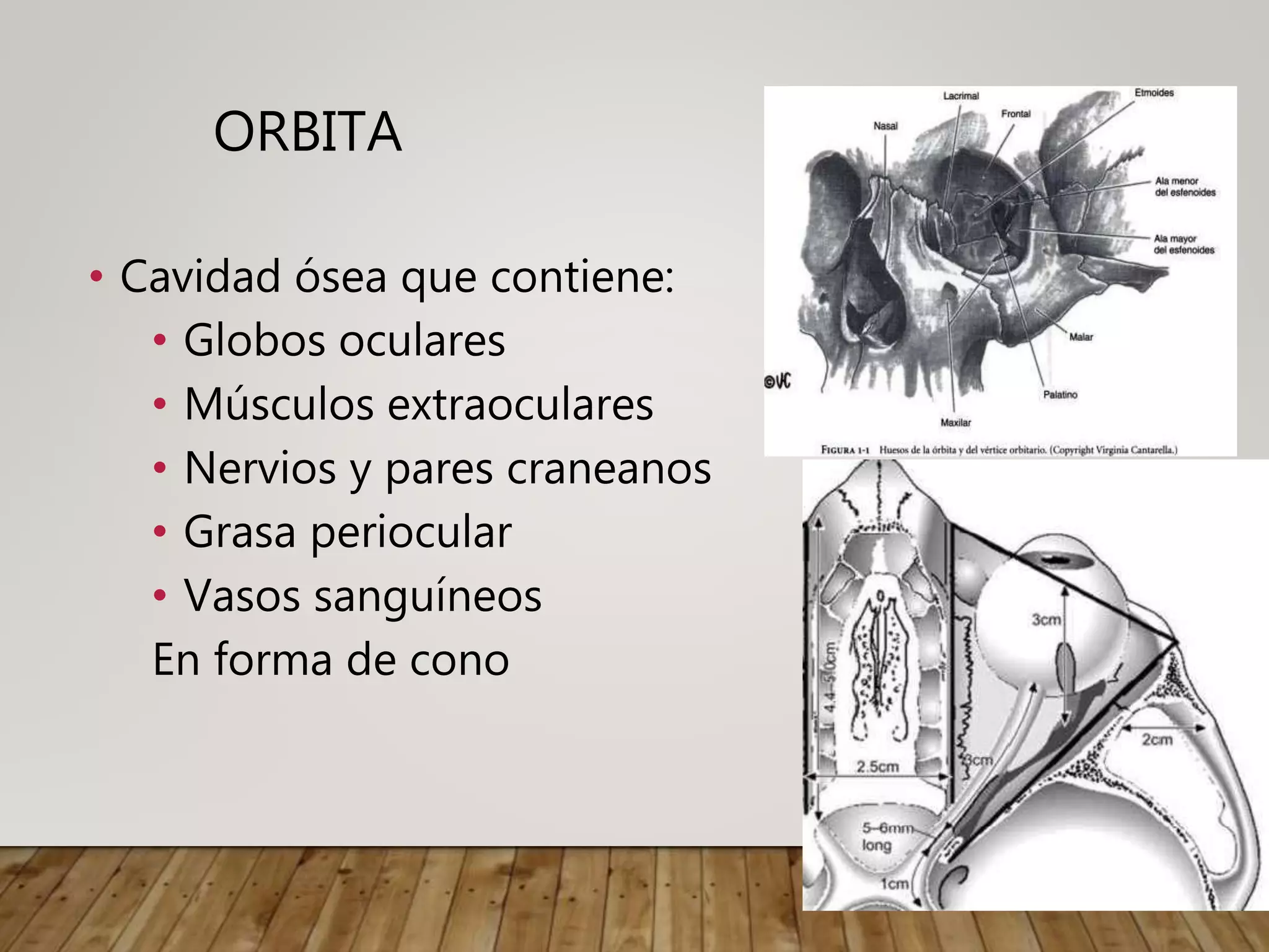 Anatomia orbita | PPTX