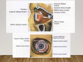 Anatomia orbita | PPTX
