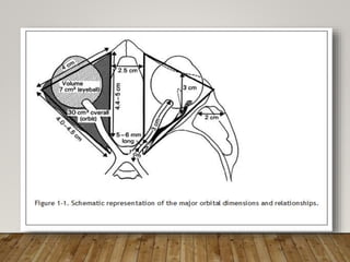 Anatomia orbita | PPTX