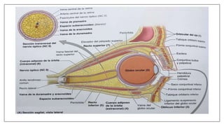 Anatomia orbita | PPTX