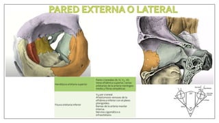 Anatomia orbita | PPTX