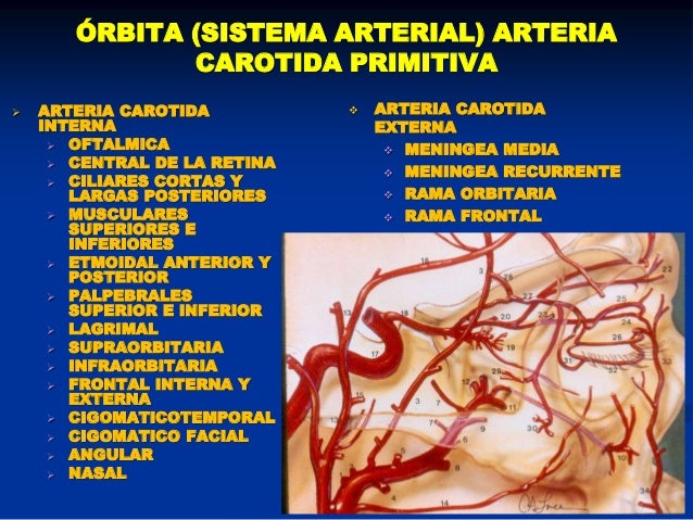 Anatomia orbitas