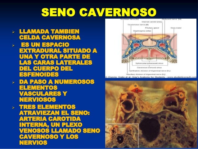Anatomia Orbitas Anatomia Orbitas