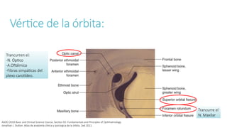 anatomia orbita via lagrimal y parpadoss | PPTX