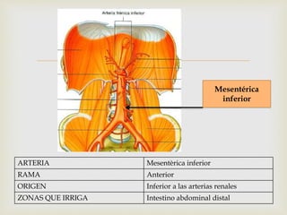 Arterias de la aorta abdominal y miembro inferior | PPTX