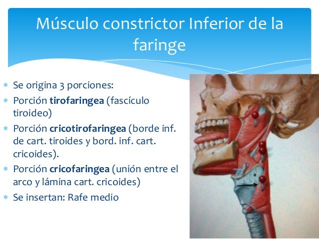 Anatomia de la orofaringe