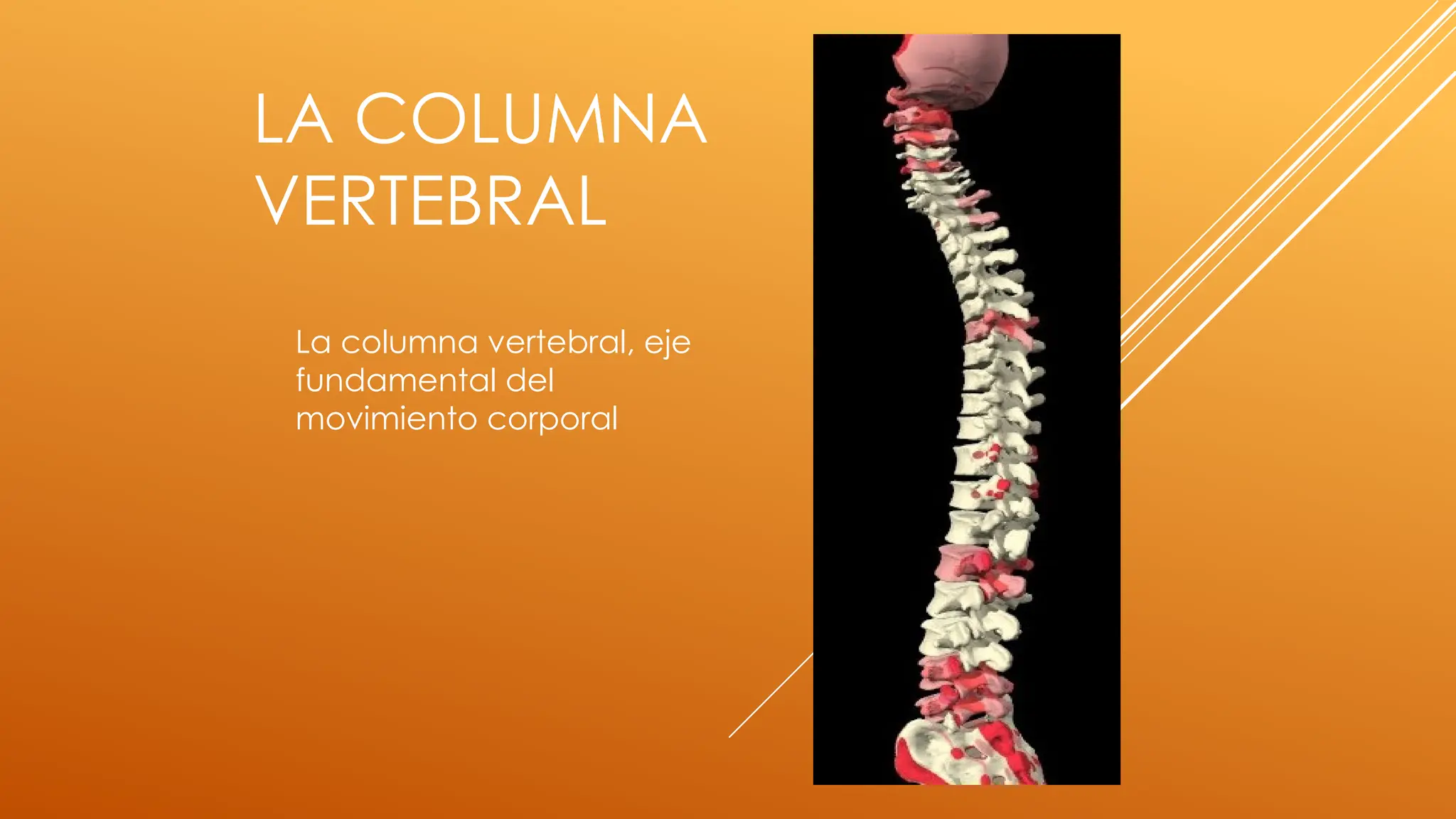 anatomia osea columna vertebral y componentes ded la columna vertebral ...