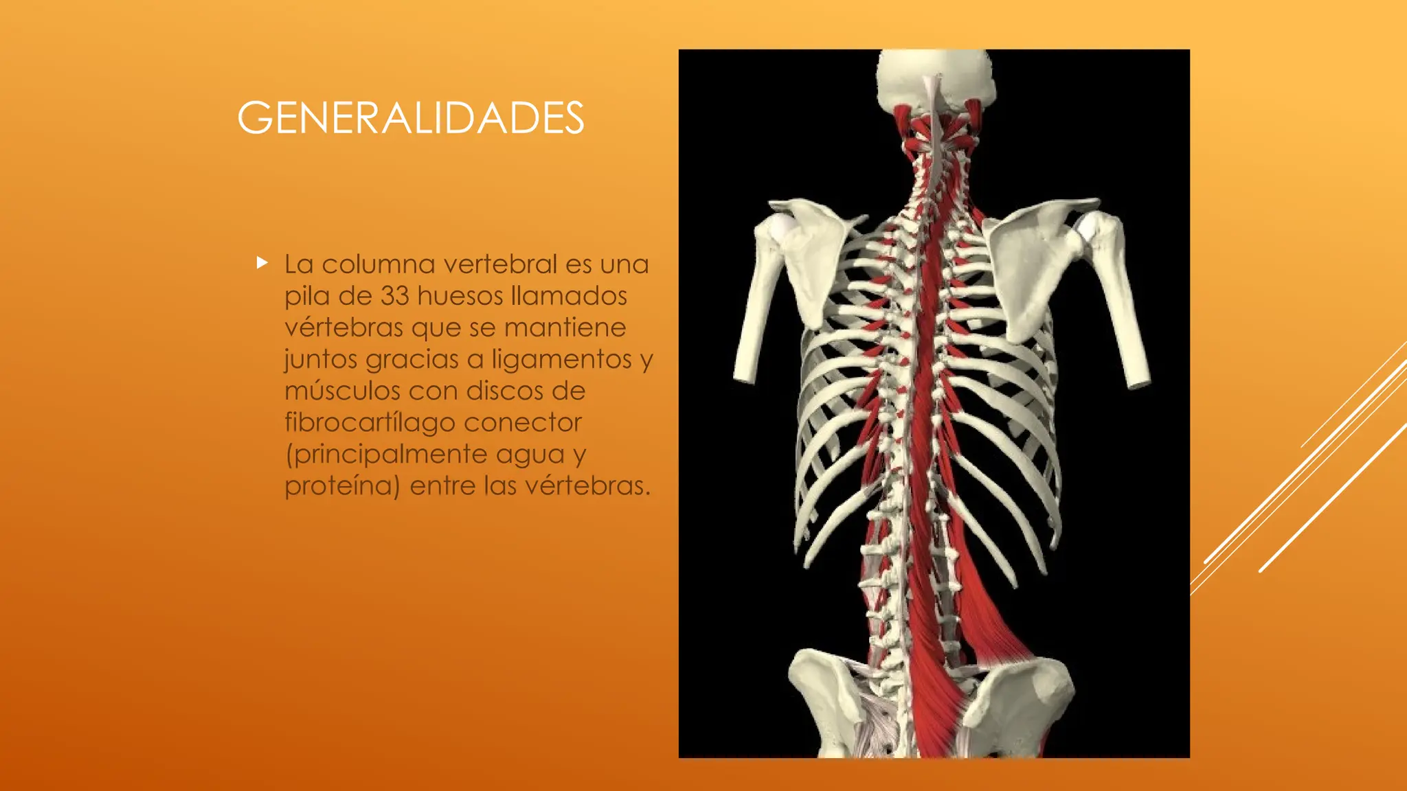 Columnna anatomia osea columna vertebral y componentes ded la columna vertebral ...