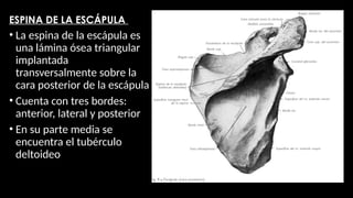 anatomia osea del hombro, huesos, partes | PPTX