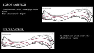 Borde Rugoso anatomia osea del hombro, huesos, partes | PPTX