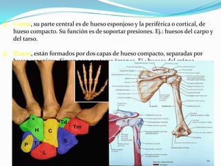 2) Cortos, su parte central es de hueso esponjoso y la periférica o cortical, de
hueso compacto. Su función es de soportar presiones. Ej.: huesos del carpo y
del tarso.

3) Planos, están formados por dos capas de hueso compacto, separadas por
hueso esponjoso. Sirven para proteger órganos. Ej.: huesos del cráneo.

10

 