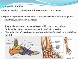 LA ARTICULACIÓN
 Conjunto de formaciones anatómicas que unen 2 o más huesos.
 Según la amplitud del movimiento las articulaciones se clasifican en 3 tipos:

sinartrosis, anfiartrosis y diartrosis.
1.
2.
3.

Sinartrosis: los huesos están unidos por tejido conectivo continuo.
Anfiartrosis: hay una reabsorción completa del tej. conectivo.
Diartrosis: el tej. Conectivo se reabsorbe totalmente formando una verdadera
cavidad.

HTAL.PROF. A. POSADAS
DR. PEDRO FERNANDEZ

11

 