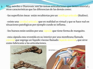 3.

Muy móviles o Diartrosis: son las únicas articulaciones que tienen sinovial y
otras características que las diferencian de las demás como:
-las superficies óseas están recubiertas pro un cartílago articular(hialino).
-existe una cavidad articular que en realidad es virtual y que se hace real en
situaciones patológicas por ejemplo cundo se inflama.
-los huesos están unidos por una cápsula que tiene forma de manguito.
-esta cápsula esta revestida en su interior por una membrana llamada
sinovial que segrega un liquido viscoso llamado liquido sinovial, que sirve
como lubricante a las articulaciones.

13

 