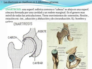  Las diartrosis se clasifican en 6 diferentes géneros:

1.

ENARTROSIS: una superf. esférica convexa o “cabeza” se aloja en una superf.
cóncava formada por una cavidad y un rodete marginal. Es el genero mas
móvil de todas las articulaciones. Tiene movimientos de: extensión, flexión ,
rotación ext.-int., aducción y abducción y de circunducción. Ej.: hombro y
cadera.

HTAL.PROF. A. POSADAS
DR. PEDRO FERNANDEZ

14

 