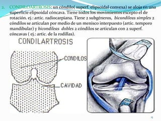 2. CONDILOARTROSIS: un cóndilo( superf. elipsoidal convexa) se aloja en una
superficie elipsoidal cóncava. Tiene todos los movimientos excepto el de
rotación. ej.: artic. radiocarpiana. Tiene 2 subgéneros, bicondileas simples 2
cóndilos se articulan por medio de un menisco interpuesto (artic. temporo
mandibular) y bicondileas dobles 2 cóndilos se articulan con 2 superf.
cóncavas ( ej.: artic. de la rodillas).

HTAL.PROF. A. POSADAS
DR. PEDRO FERNANDEZ

15

 