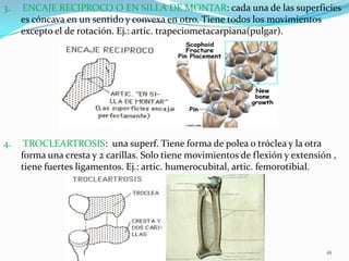 3.

ENCAJE RECIPROCO O EN SILLA DE MONTAR: cada una de las superficies
es cóncava en un sentido y convexa en otro. Tiene todos los movimientos
excepto el de rotación. Ej.: artic. trapeciometacarpiana(pulgar).

4.

TROCLEARTROSIS: una superf. Tiene forma de polea o tróclea y la otra
forma una cresta y 2 carillas. Solo tiene movimientos de flexión y extensión ,
tiene fuertes ligamentos. Ej.: artic. humerocubital, artic. femorotibial.

16

 