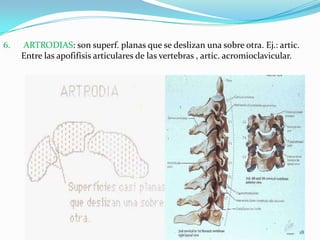 6.

ARTRODIAS: son superf. planas que se deslizan una sobre otra. Ej.: artic.
Entre las apofifisis articulares de las vertebras , artic. acromioclavicular.

18

 