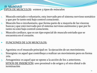 EL MUSCULO

 TIPOS DE MUSCULOS: existen 3 tipos de músculos
1.
2.

3.

Musculo estriado o voluntario, esta inervado pro el sistema nervioso somático
y que por lo tanto está bajo control consciente.
Musculo liso o involuntario, que forma parte de a mayoría de las vísceras
huecas y que está inervado por el sistema nervioso autónomo y que por lo
tanto no está bajo control consciente.
Musculo cardiaco, que es un tipo especial de musculo estriado que se
encuentra en el corazón.



FUNCIONES DE LOS MUSCULOS:

1.
2.

Agonista: es el musculo principal en la ejecución de un movimiento.
Sinergista: es aquel que contribuye a realizar un movimiento pero en forma
2ria.
Antagonista: es aquel que se opone a la acción de los 2 anteriores.
SITIOS DE INSERCIÓN: uno proximal o de origen y el otro distal o de
terminación

3.

21

 