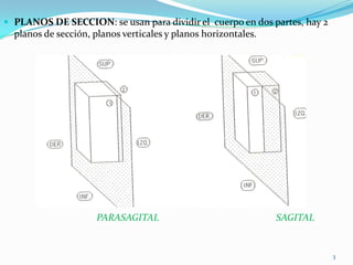  PLANOS DE SECCION: se usan para dividir el cuerpo en dos partes, hay 2

planos de sección, planos verticales y planos horizontales.

PARASAGITAL

SAGITAL

3

 