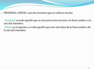  PROXIMAL-DISTAL: son dos términos que se utilizan mucho.

Proximal, es todo aquello que se encuentra mas cercano a la línea media o a la
raíz del miembro.
Distal, es el opuesto, es todo aquello que esta mas lejos de la línea media o de
la raíz del miembro.

6

 