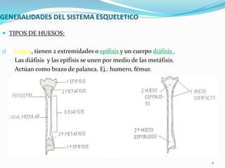 GENERALIDADES DEL SISTEMA ESQUELETICO
 TIPOS DE HUESOS:
1)

Largos, tienen 2 extremidades o epífisis y un cuerpo diáfisis .
Las diáfisis y las epífisis se unen por medio de las metáfisis.
Actúan como brazo de palanca. Ej.: humero, fémur.

HTAL.PROF. A. POSADAS
DR. PEDRO FERNANDEZ

9

 