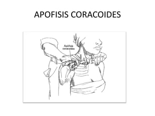 Anatomia palpatoria | PDF