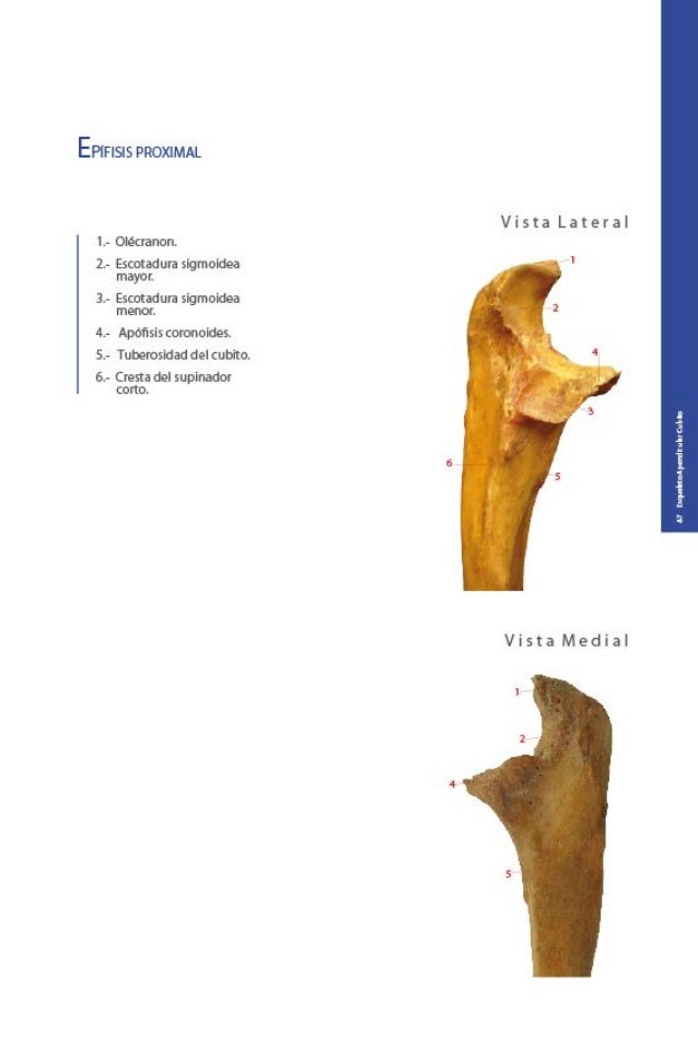 Anatomia palpatoria (libro) - atlas fotografico de ...