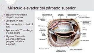 Anatom a Palpebral pptx anatom-a-palpebral-pptx