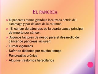 EL PÁNCREAS
 El páncreas es una glándula localizada detrás del
estómago y por delante de la columna.
 El cáncer de páncreas es la cuarta causa principal
de muerte por cáncer.
 Algunos factores de riesgo para el desarrollo de
cáncer de páncreas incluyen:
 Fumar cigarrillos
 Sufrir de diabetes por mucho tiempo
 Pancreatitis crónica
 Algunos trastornos hereditarios
 