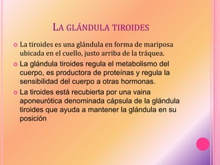 LA GLÁNDULA TIROIDES
 La tiroides es una glándula en forma de mariposa
ubicada en el cuello, justo arriba de la tráquea.
 La glándula tiroides regula el metabolismo del
cuerpo, es productora de proteínas y regula la
sensibilidad del cuerpo a otras hormonas.
 La tiroides está recubierta por una vaina
aponeurótica denominada cápsula de la glándula
tiroides que ayuda a mantener la glándula en su
posición
 