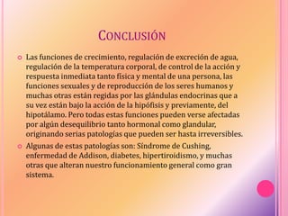 CONCLUSIÓN
 Las funciones de crecimiento, regulación de excreción de agua,
regulación de la temperatura corporal, de control de la acción y
respuesta inmediata tanto física y mental de una persona, las
funciones sexuales y de reproducción de los seres humanos y
muchas otras están regidas por las glándulas endocrinas que a
su vez están bajo la acción de la hipófisis y previamente, del
hipotálamo. Pero todas estas funciones pueden verse afectadas
por algún desequilibrio tanto hormonal como glandular,
originando serias patologías que pueden ser hasta irreversibles.
 Algunas de estas patologías son: Síndrome de Cushing,
enfermedad de Addison, diabetes, hipertiroidismo, y muchas
otras que alteran nuestro funcionamiento general como gran
sistema.
 