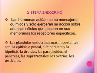 SISTEMA ENDOCRINO
 Las hormonas actúan como mensajeros
químicos y sólo ejercerán su acción sobre
aquellas células que posean en sus
membranas los receptores específicos.
 Las glándulas endocrinas más importantes
son: la epífisis o pineal, el hipotálamo, la
hipófisis, la tiroides, las paratiroides, el
páncreas, las suprarrenales, los ovarios, los
testículos.
 