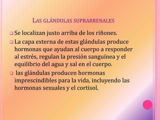 LAS GLÁNDULAS SUPRARRENALES
 Se localizan justo arriba de los riñones.
 La capa externa de estas glándulas produce
hormonas que ayudan al cuerpo a responder
al estrés, regulan la presión sanguínea y el
equilibrio del agua y sal en el cuerpo.
 las glándulas producen hormonas
imprescindibles para la vida, incluyendo las
hormonas sexuales y el cortisol.
 