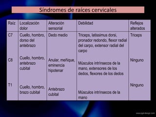 Síndromes de raíces cervicales
Raíz Localización
dolor
Alteración
sensorial
Debilidad Reflejos
alterados
C7
C8
T1
Cuello, hombro,
dorso del
antebrazo
Cuello, hombro,
antebrazo
cubital
Cuello, hombro,
brazo cubital
Dedo medio
Anular, meñique,
eminencia
hipotenar
Antebrazo
cubital
Triceps, latissimus dorsi,
pronador redondo, flexor radial
del carpo, extensor radial del
carpo
Músculos intrínsecos de la
mano, extensores de los
dedos, flexores de los dedos
Músculos intrínsecos de la
mano
Triceps
Ninguno
Ninguno
 