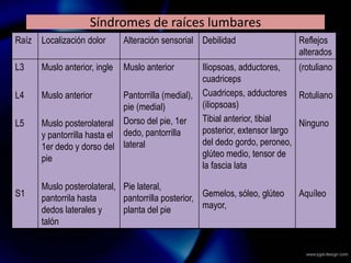Síndromes de raíces lumbares
Raíz Localización dolor Alteración sensorial Debilidad Reflejos
alterados
L3
L4
L5
S1
Muslo anterior, ingle
Muslo anterior
Muslo posterolateral
y pantorrilla hasta el
1er dedo y dorso del
pie
Muslo posterolateral,
pantorrila hasta
dedos laterales y
talón
Muslo anterior
Pantorrilla (medial),
pie (medial)
Dorso del pie, 1er
dedo, pantorrilla
lateral
Pie lateral,
pantorrilla posterior,
planta del pie
Iliopsoas, adductores,
cuadriceps
Cuadriceps, adductores
(iliopsoas)
Tibial anterior, tibial
posterior, extensor largo
del dedo gordo, peroneo,
glúteo medio, tensor de
la fascia lata
Gemelos, sóleo, glúteo
mayor,
(rotuliano
Rotuliano
Ninguno
Aquíleo
 