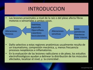 INTRODUCCION
• Las lesiones proximales a nivel de la raíz o del plexo afecta fibras
motoras o sensoriales o ambas cosas.
• Daño selectivo a estas regiones anatómicas usualmente resulta de
un traumatismo, compresión mecánica, y, menos frecuencia
procesos neoplásicos e inflamatorios.
• En la evaluación de las lesiones radiculares o de plexo, los estudios
electrofisiológicos ayudan a delinear la distribución de los músculos
afectados, localizar el nivel, y la cronicidad .
Debilidad,
hipotrofia
Hiporreflexia
Calambres
fasciculaciones
Leves
parestesias
Disestesias
Dolor intenso
Alteraciones
Motoras
Alteraciones
sensitivas
 
